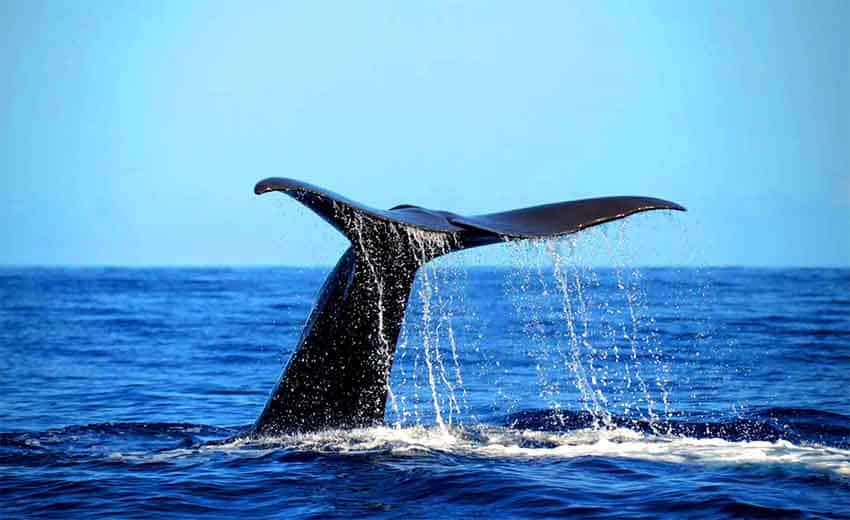 نهنگ دومینیکا